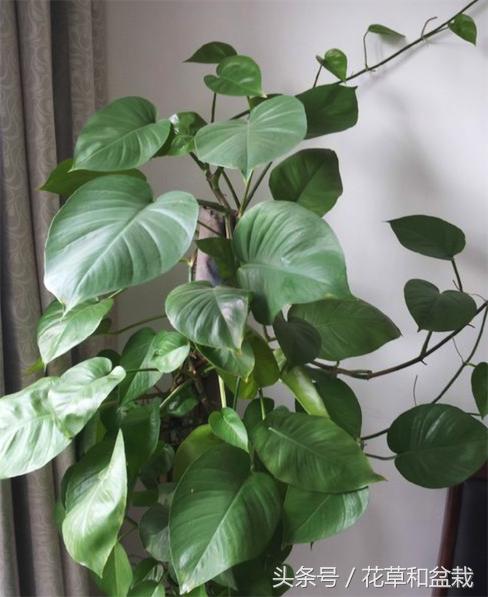 绿萝怎么养才能快速爬墙,盆栽绿萝怎么爬墙