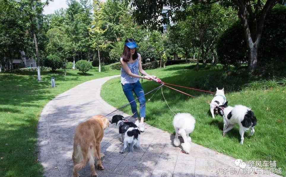 宠物狗被小车撞怎么理赔,开车撞了宠物狗怎么办如何理赔