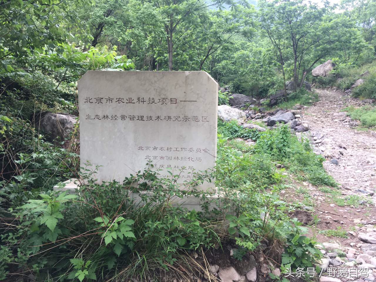 野鹅自驾：一个小泉眼，却养活了整个村子，冒出的气泡酷似珍珠！