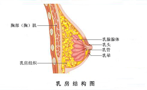 乳腺癌自检的护理宣传视频,女性检查什么预防乳腺癌