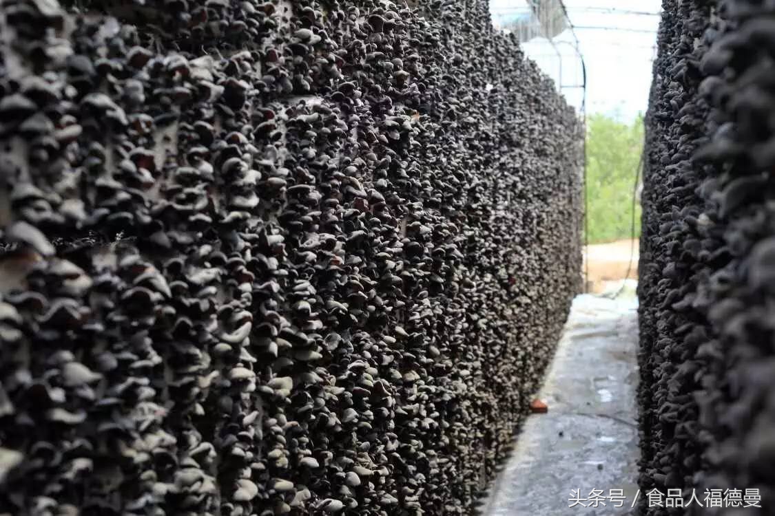 最好黑木耳是什么木耳,什么样的黑木耳才是好木耳