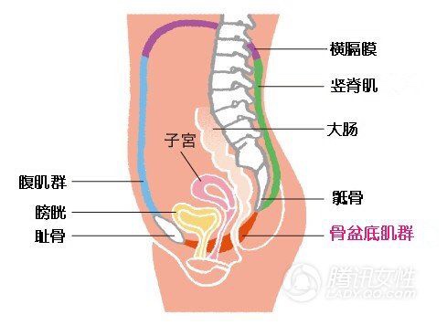多年产后盆底肌怎么修复训练,怎样锻炼盆底肌产后恢复