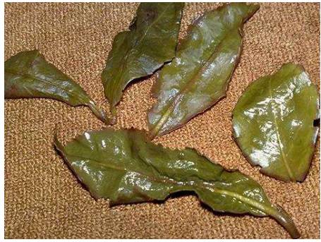 铁观音没有绿叶红边是真的吗,铁观音绿叶红镶边代表品质吗