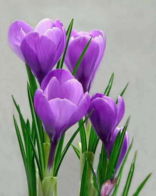 罕见的花红色,正宗藏红花西藏的藏红花