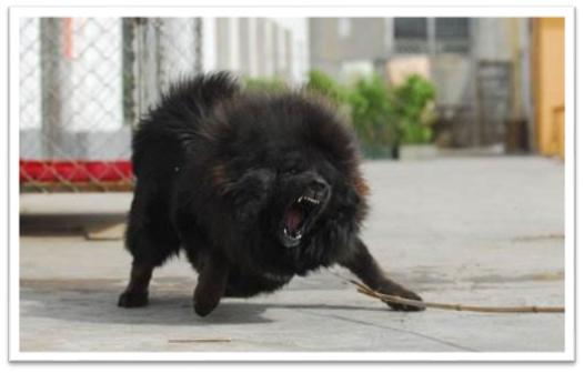 藏獒5000万世界上最贵的宠物吗,为什么世界第一贵狗不是藏獒