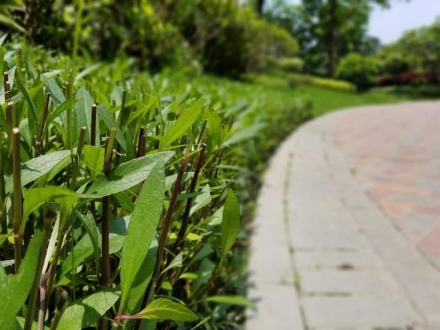 三星s8评测最新视频,三星s8升级安卓9.0