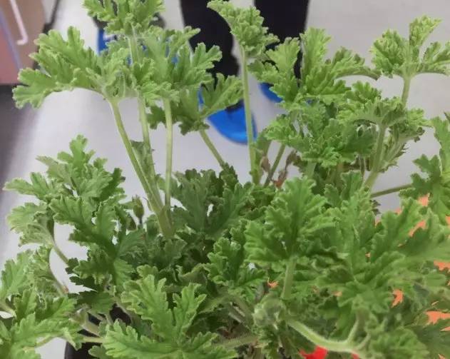 央视驱蚊测评,驱蚊产品测评主播