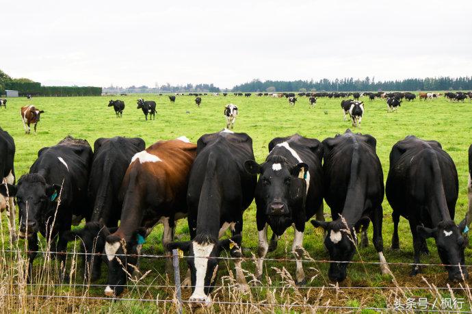 新西兰星空小镇最全攻略,新西兰tekapo旅游攻略