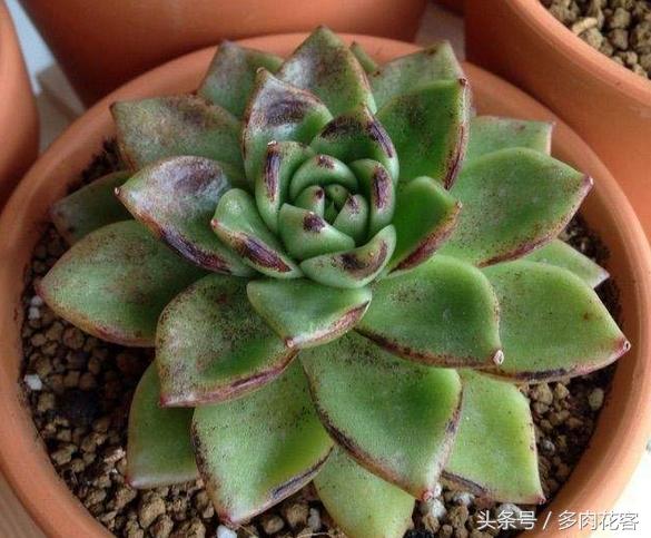 夏天多肉晒伤后怎么补救,多肉在夏季晒伤怎么办