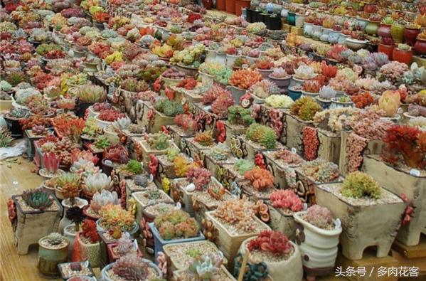 下雨天肉肉能淋雨吗,连续多天下雨多肉怎么办