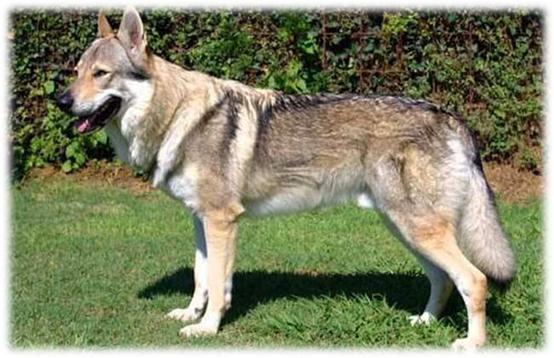 藏獒5000万世界上最贵的宠物吗,为什么世界第一贵狗不是藏獒