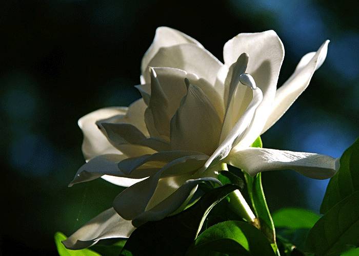 人间栀子花,人间栀子