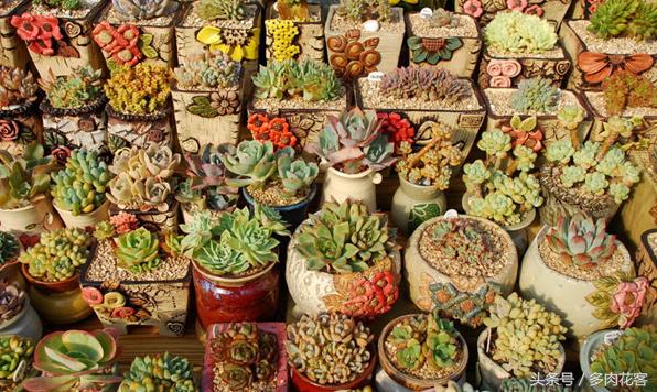 下雨天肉肉能淋雨吗,连续多天下雨多肉怎么办