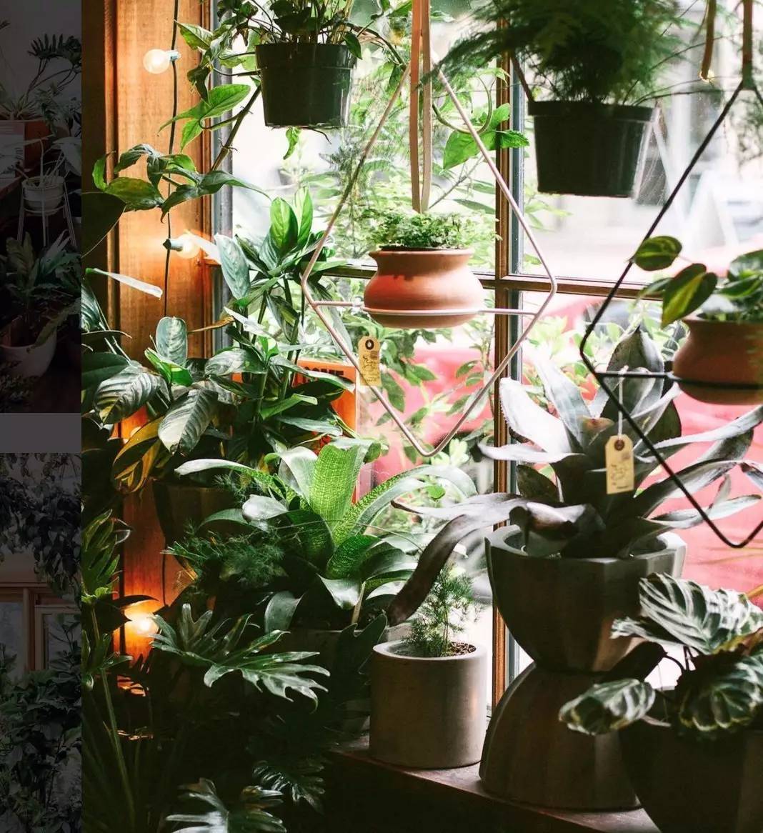 卖的最好的植物店,植物店能买到哪些植物