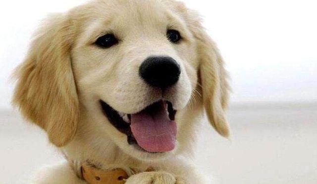 宠物市场狗狗的价格,十种狗狗价格