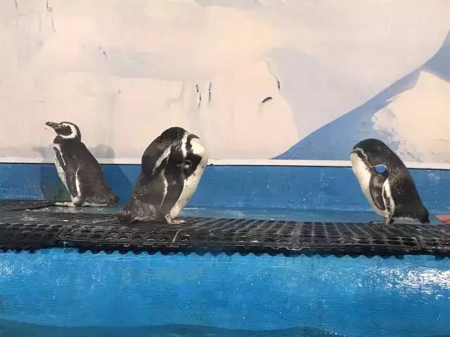 重庆欢乐海底世界儿童节门票,重庆欢乐海底世界海洋馆价格