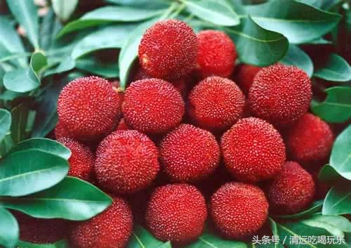 杨梅酒的制作方法夏天,广东正宗杨梅酒怎么做