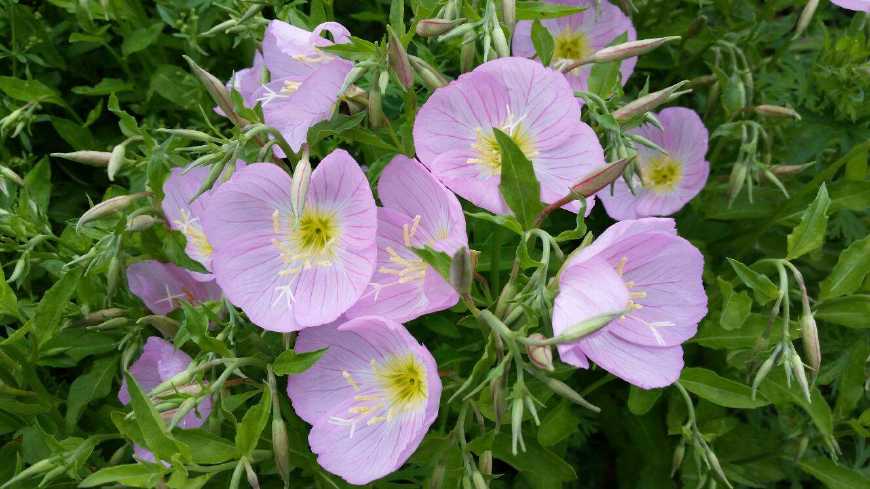 月见草含油量达25.1%含Y~亚麻酸达8.1%，最有开发前景