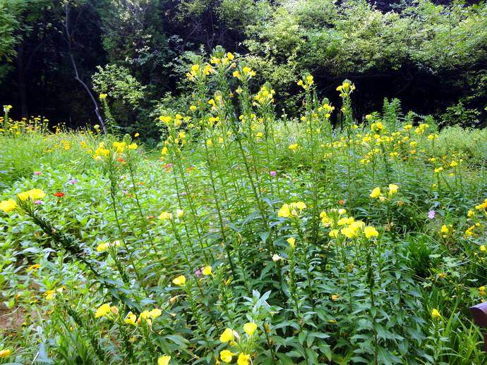 月见草含油量达25.1%含Y~亚麻酸达8.1%，最有开发前景
