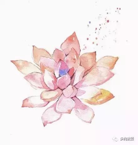 多肉的奇特之处,养的多肉长了蘑菇