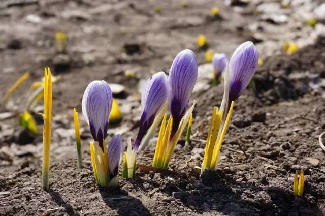 罕见的花红色,正宗藏红花西藏的藏红花