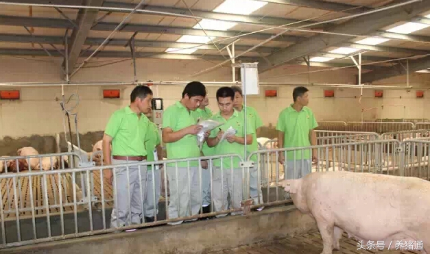 猪场漏粪用什么地板,猪舍漏粪地板