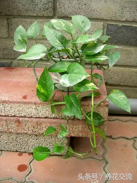 绿萝怎么养才能爆盆浇什么水,绿萝水培怎么快速爆盆