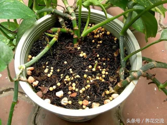 绿萝怎么养才能爆盆浇什么水,绿萝水培怎么快速爆盆