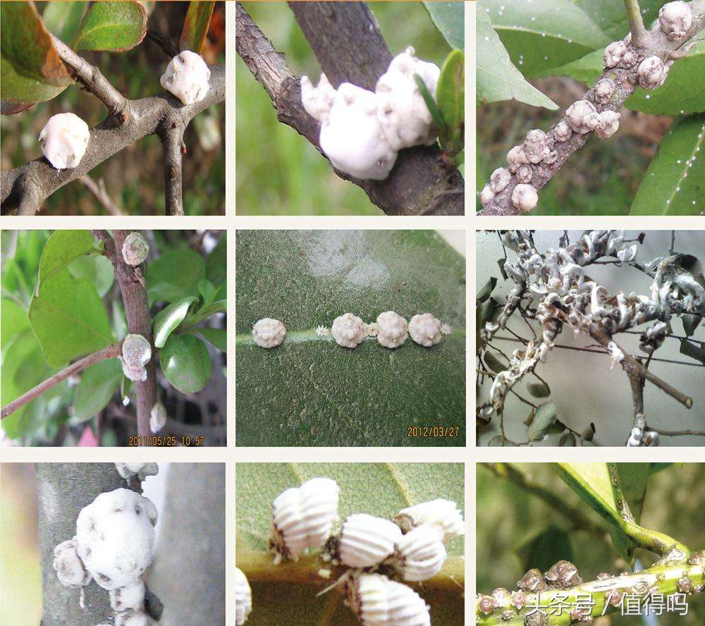 花卉病害的识别及防治,花卉百菌杀主要治什么病害