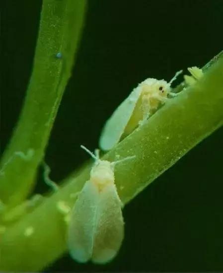 可以用驱蚊剂喷花吗,灭蚊喷雾剂可以喷花草吗