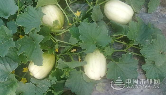 孕妇能吃香蜜瓜吗,孕妇可以吃香瓜吗吃了有哪些好处