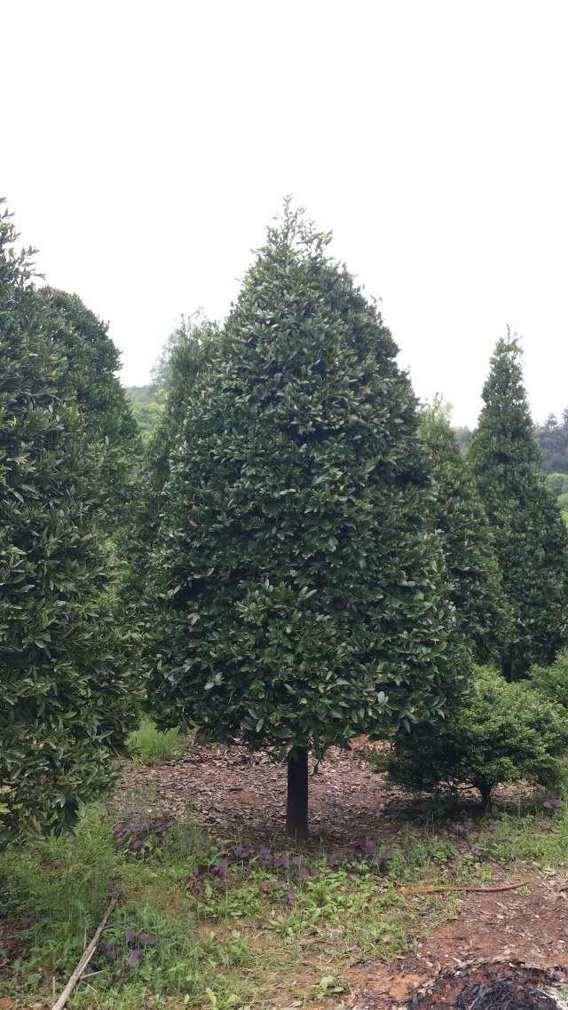 花木商情最新版,苗木行情