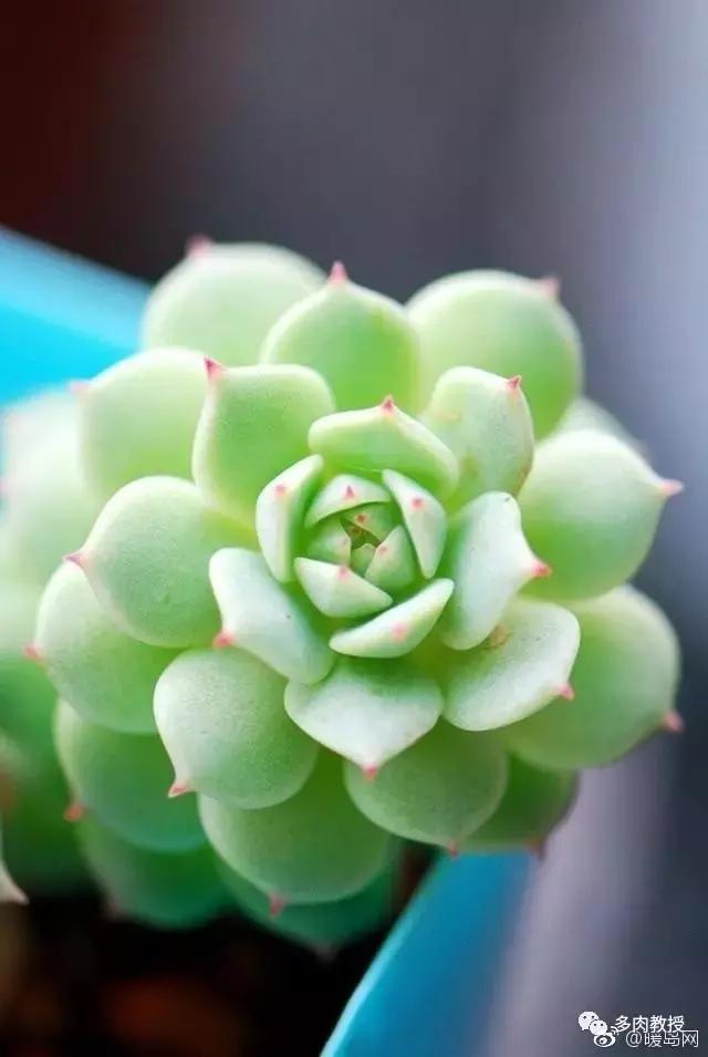 多肉的奇特之处,养的多肉长了蘑菇