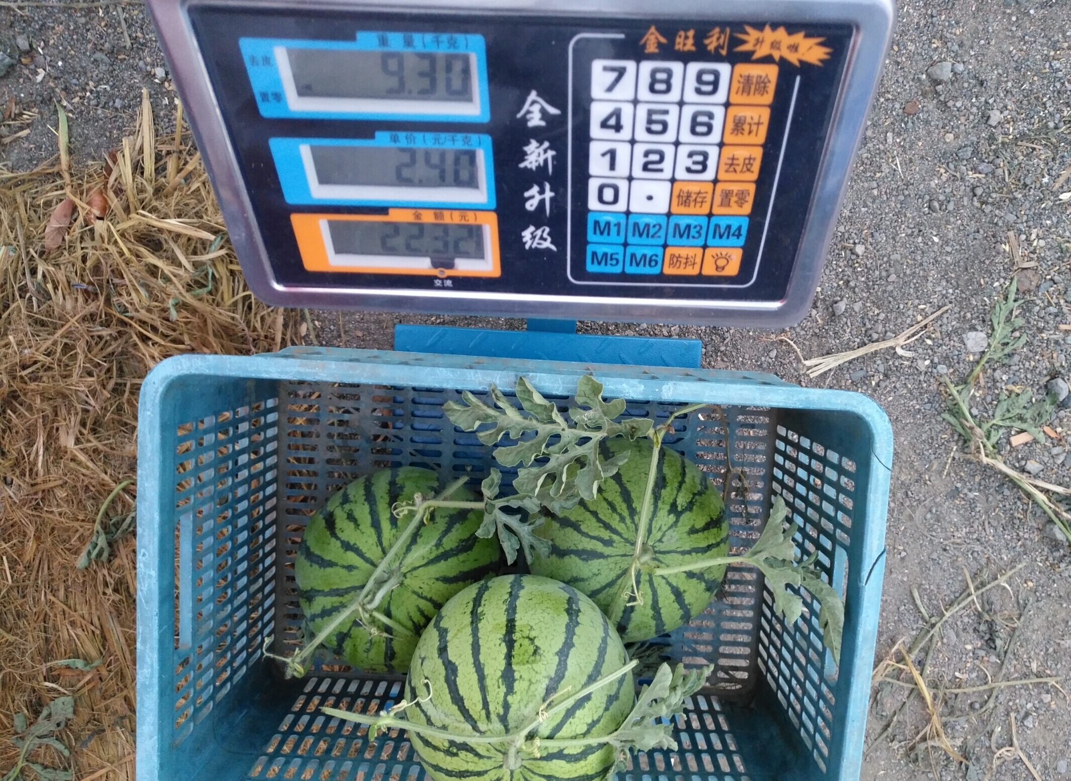 西瓜滞销行情,今年西瓜大概什么时候能便宜