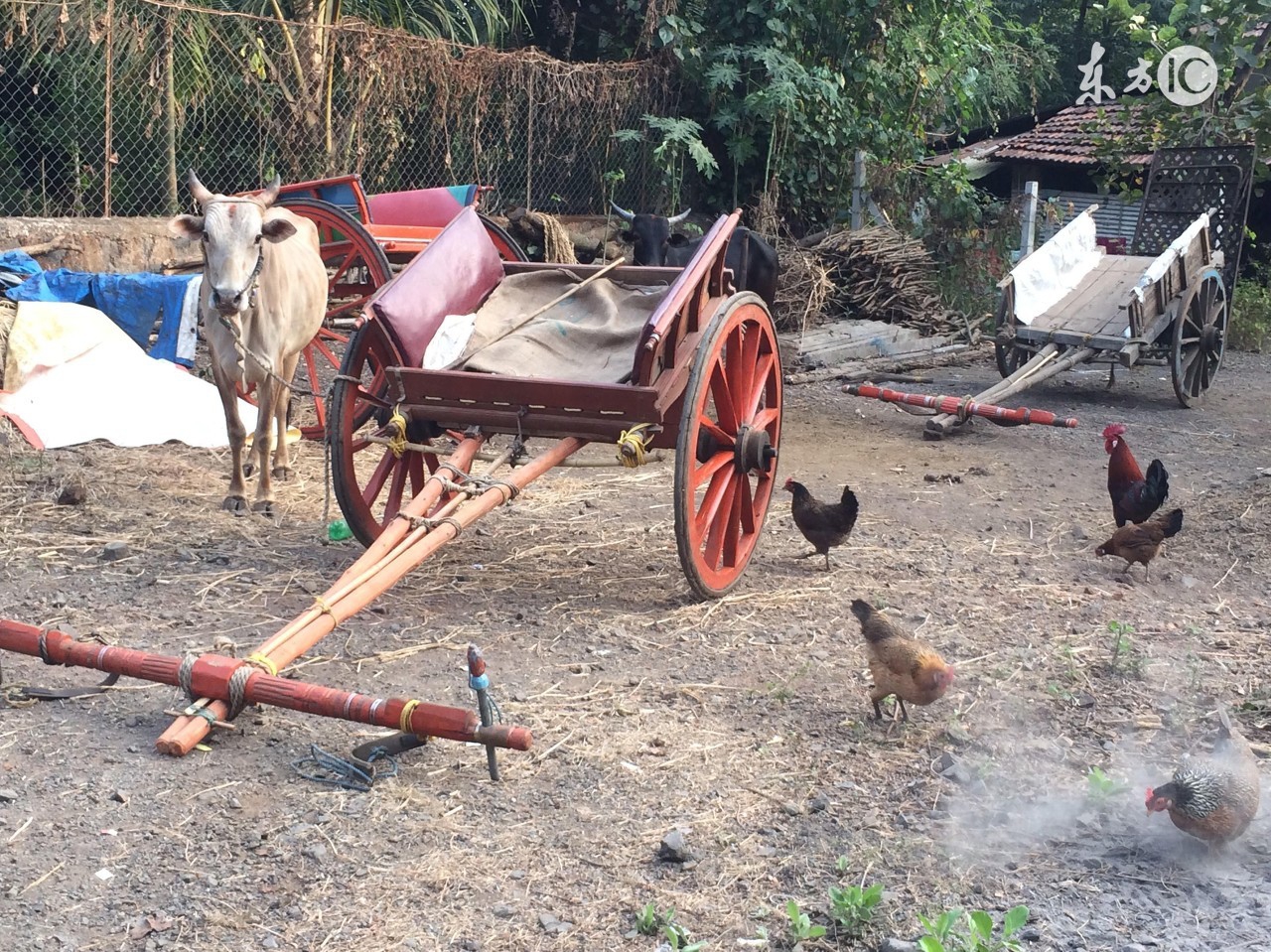 母鸡太肥不下蛋的治疗,为什么母鸡不怎么下蛋