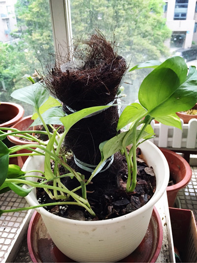 塑料瓶水培绿萝的正确方法,塑料瓶手工制作花瓶养绿萝