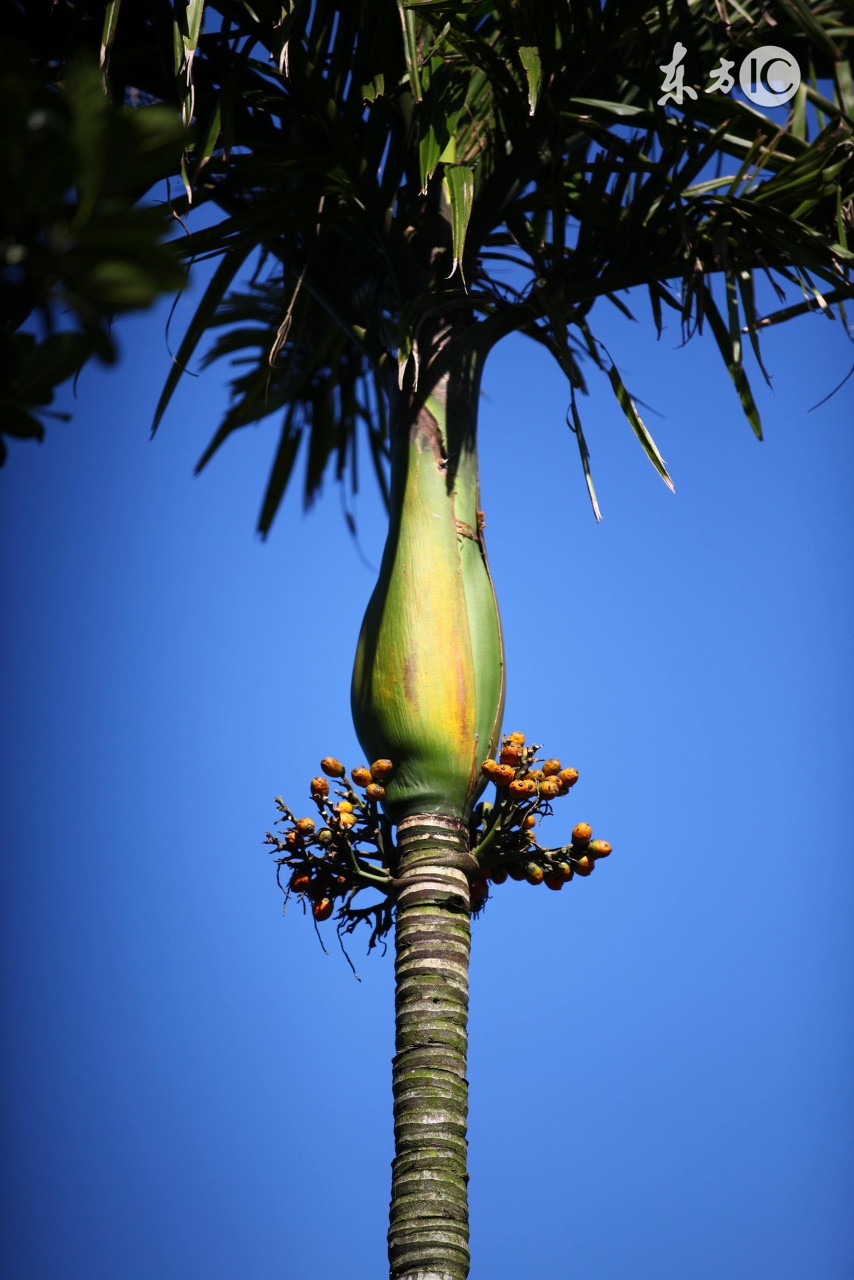 槟榔那么难吃为什么有很多人吃,槟榔那么难吃为什么还有人吃