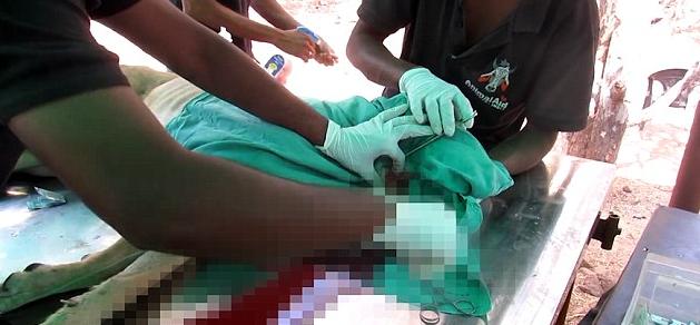 狗狗下巴长了一个小肉球,狗狗下巴长了一个包