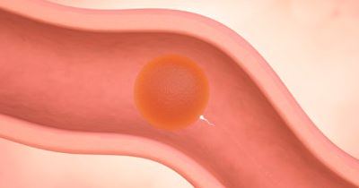 胎儿每周的发育及孕期保健（一）早孕期