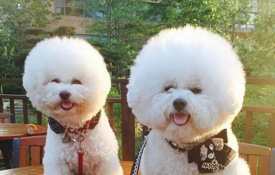 比熊犬老是掉毛怎么办,比熊犬一直拱布是怎么回事