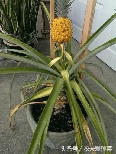 盆栽菠萝怎么让它结果更大,为什么盆栽菠萝懒人长得更旺