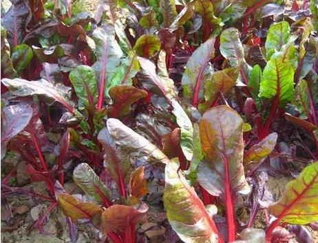 知道了这些你也可以跟澳洲夫妇一样减肥