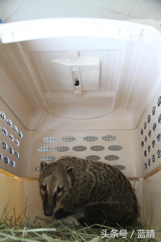 青岛机场托运宠物,青岛机场宠物空运