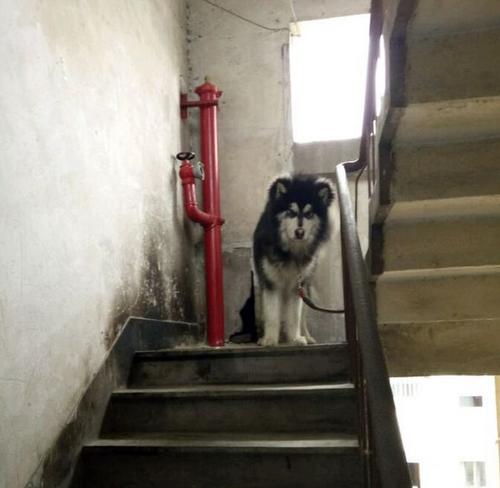 阿拉斯加被主人锁在楼梯间，不停发出哀怨的叫声，让人听得心生凄凉