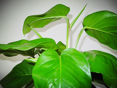 绿萝的四个特征,绿萝变黄了怎么拯救它