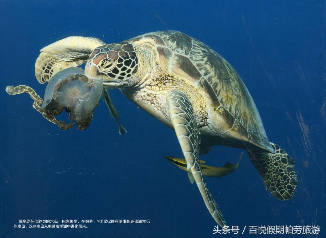 玳瑁：深蓝之下的独行者