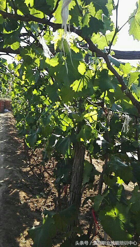 葡萄种植管理技术唐老师,如何管理葡萄才能高产的技术