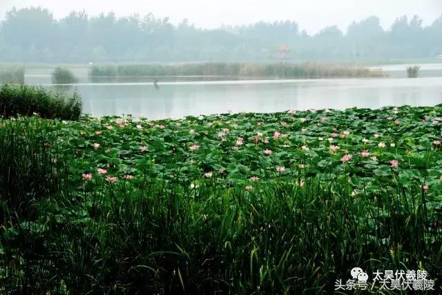 淮阳龙湖风景区荷花节,淮阳龙湖风景区荷花盛开时期