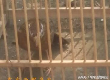 画眉鸟怎样才能大叫,画眉鸟的介绍简短又详细