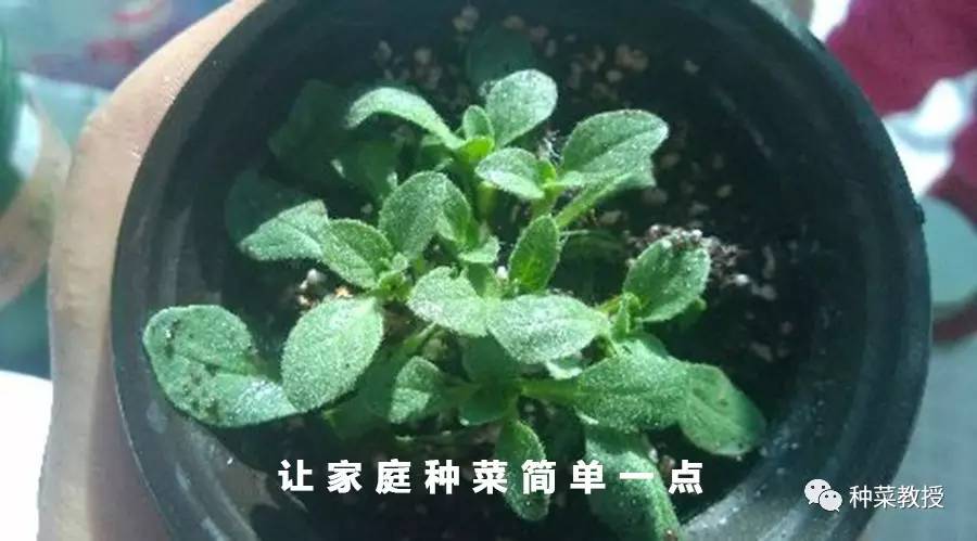 养花的小黑飞怎样彻底消灭,室内小黑飞怎么消灭最彻底